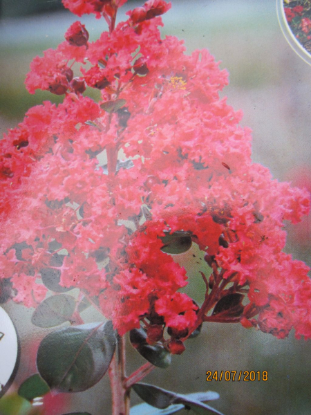 Lagerstroemia Indica Braise d´ete